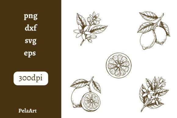 Vintage Lemon Illustrations: Editorial Graphics Review